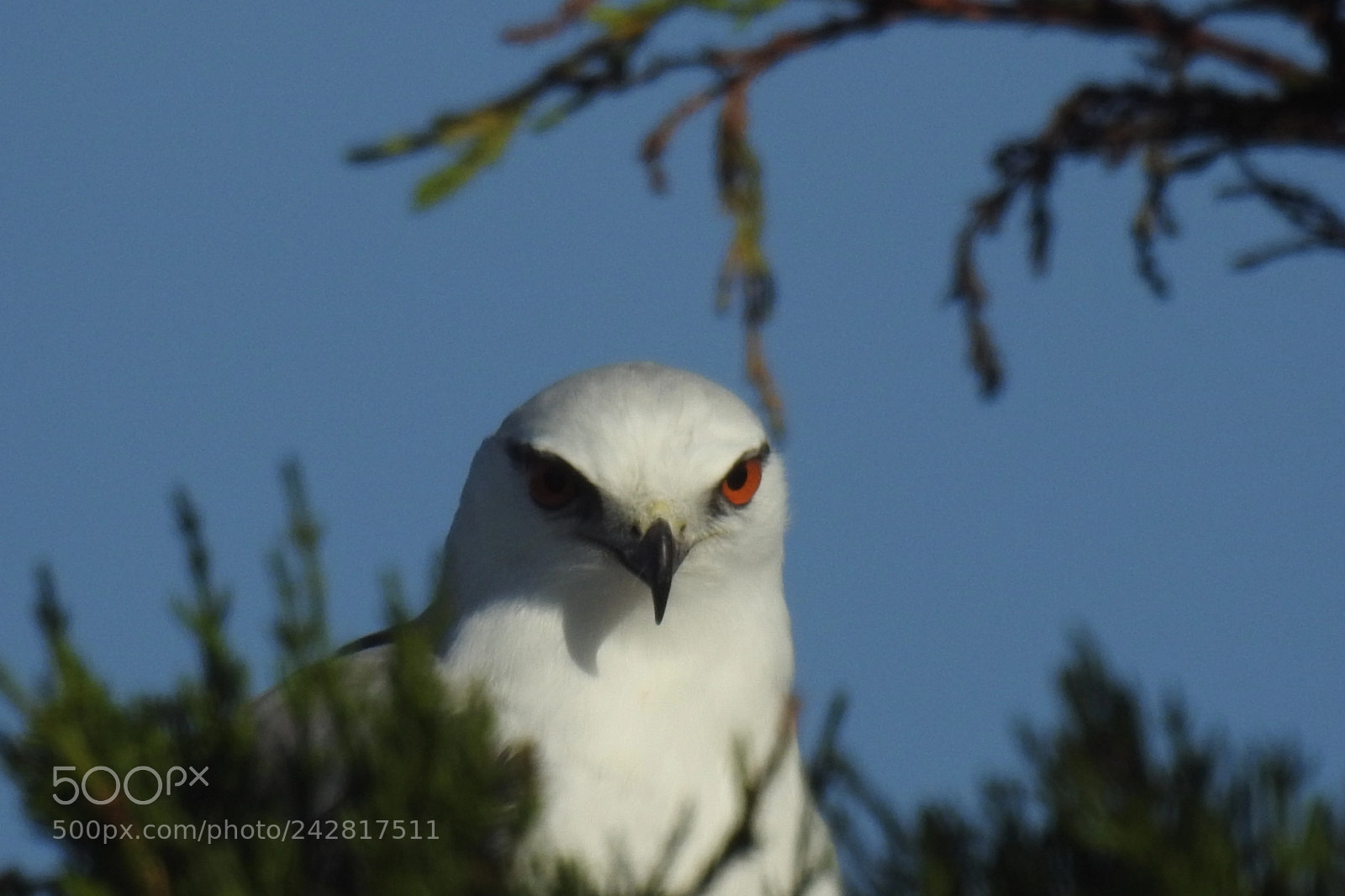 Nikon Coolpix P900 sample photo. Black shouldered kite photography