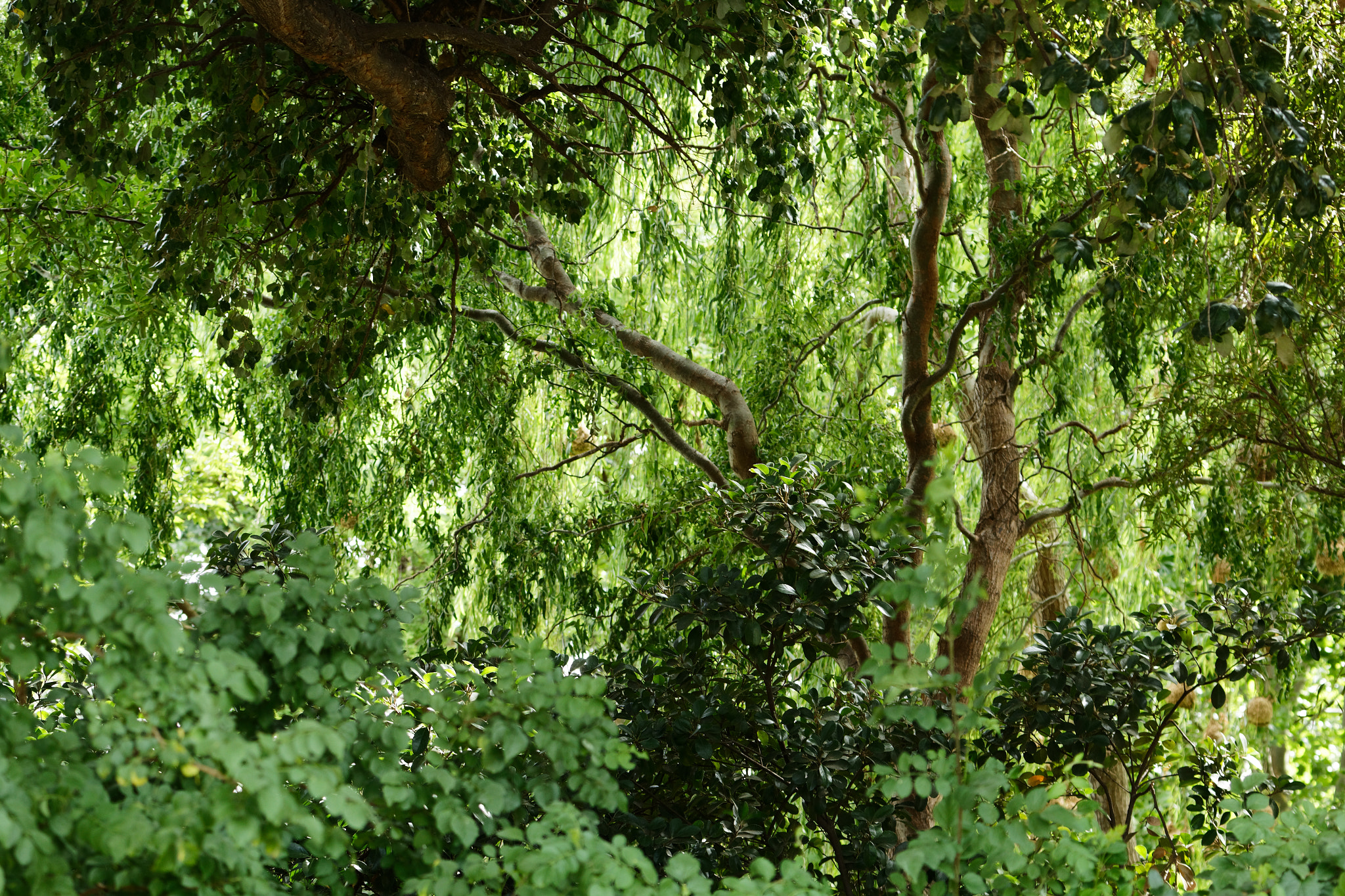 Canon EF 70-300mm F4-5.6L IS USM sample photo. Fifty shades of green photography