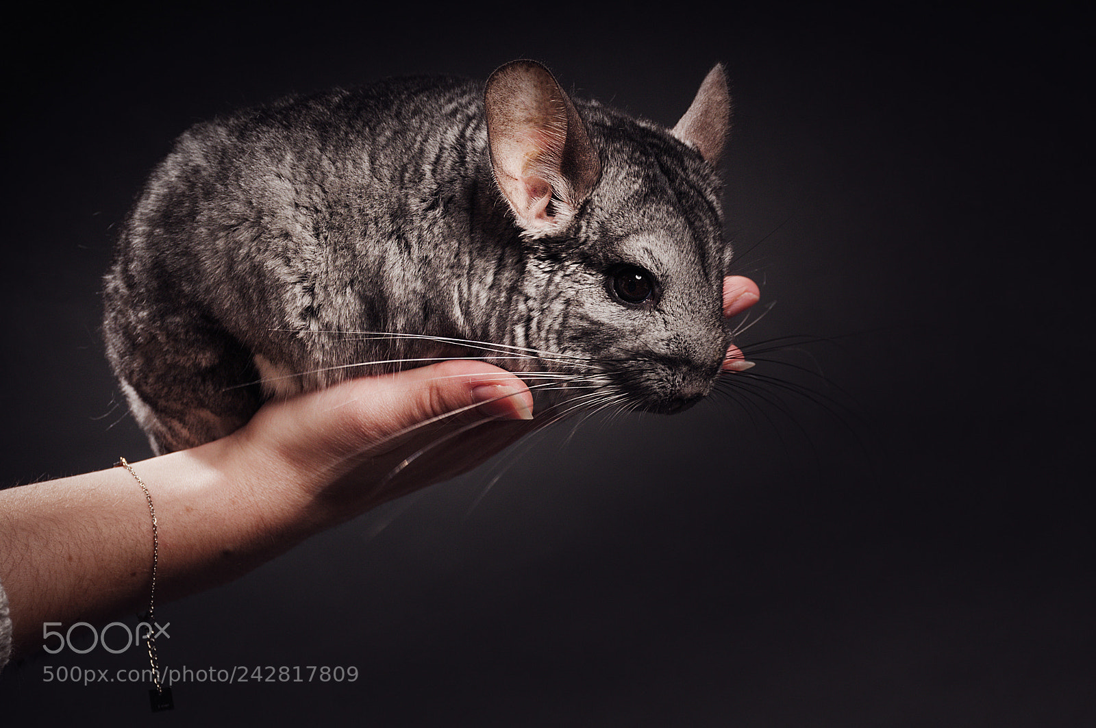 Nikon D300S sample photo. Chinchilla photography
