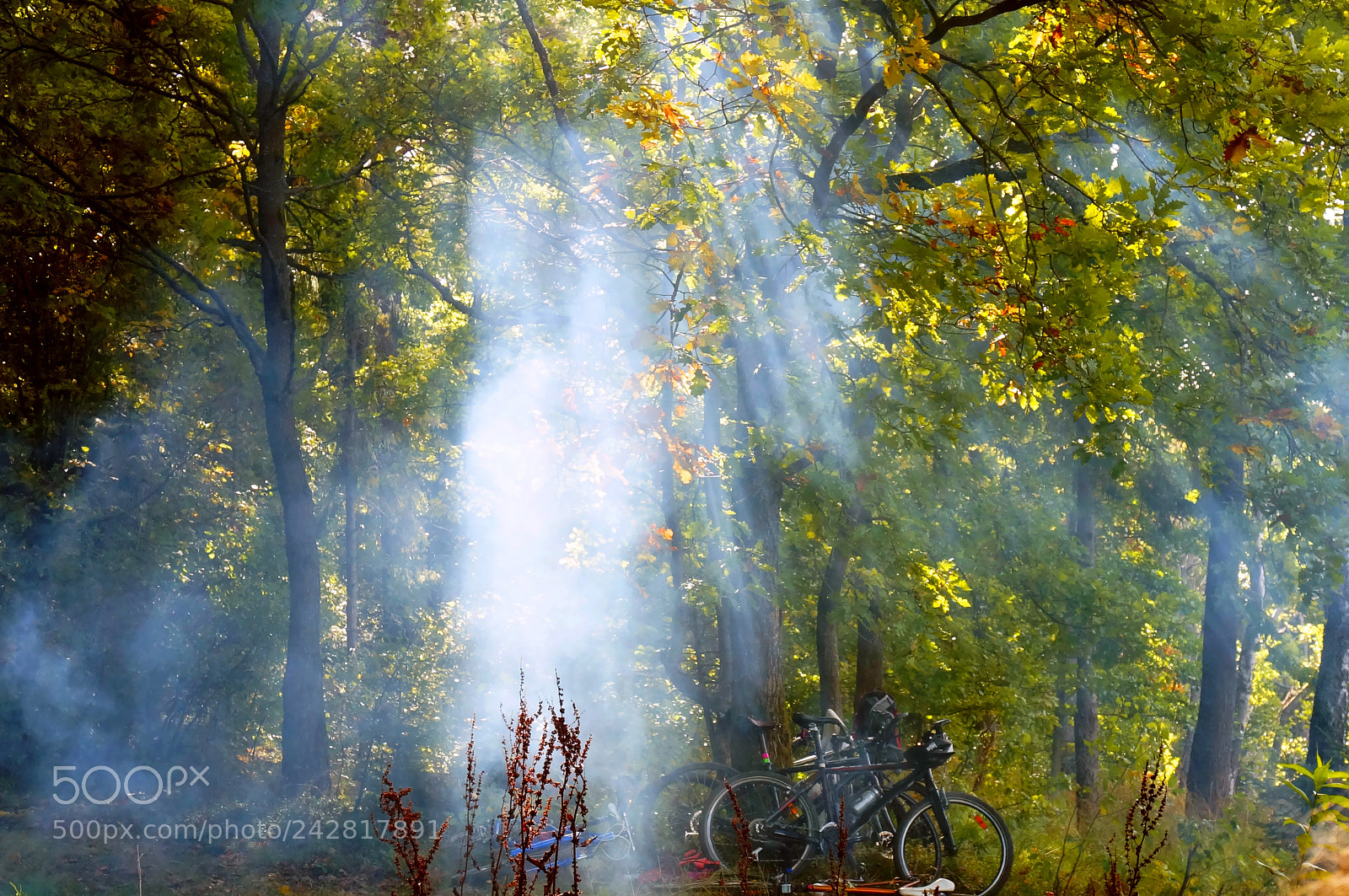 Sony Alpha NEX-5R sample photo. To ignite a forest photography