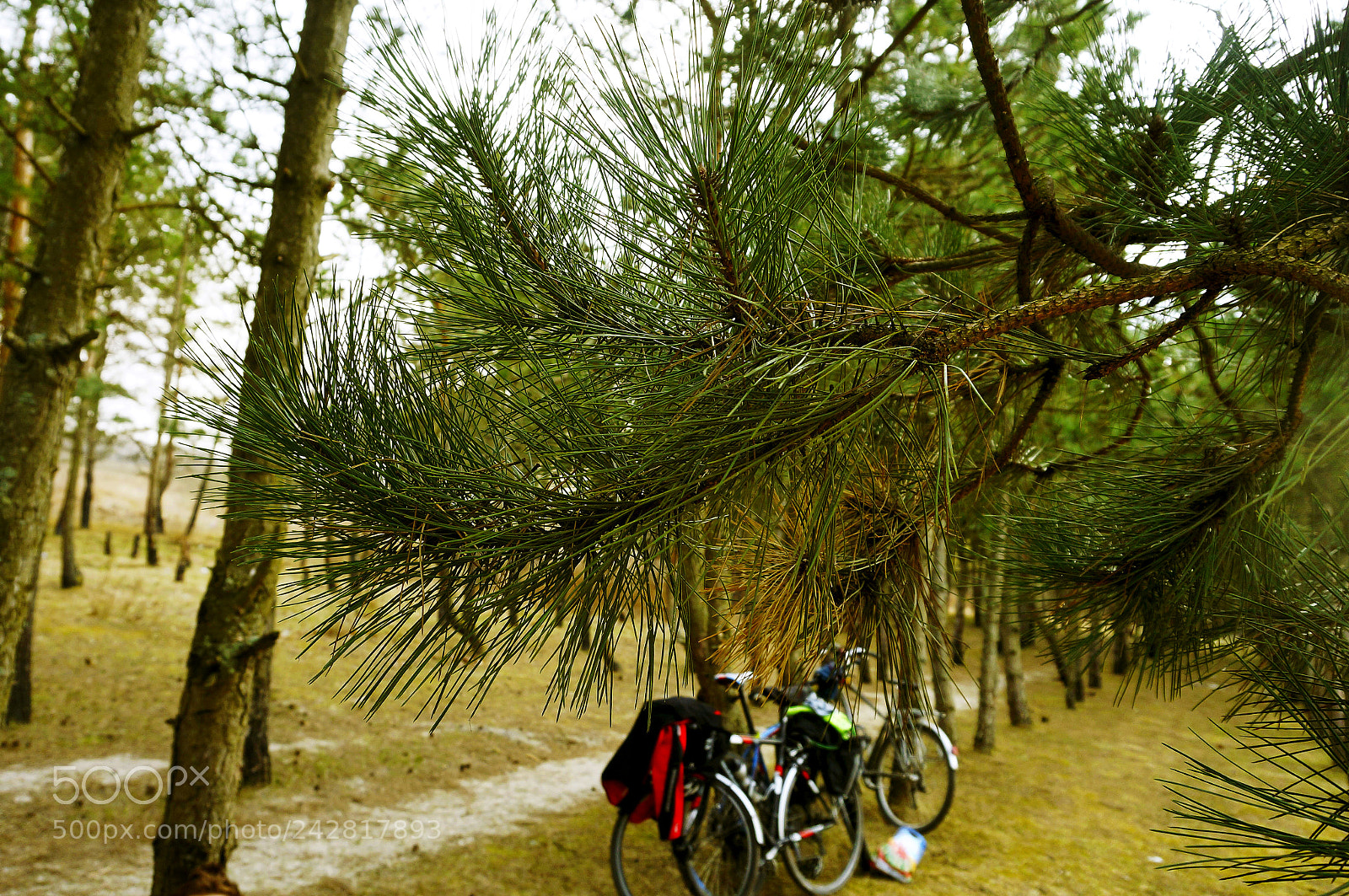 Sony Alpha NEX-3N sample photo. Two bikes in a photography