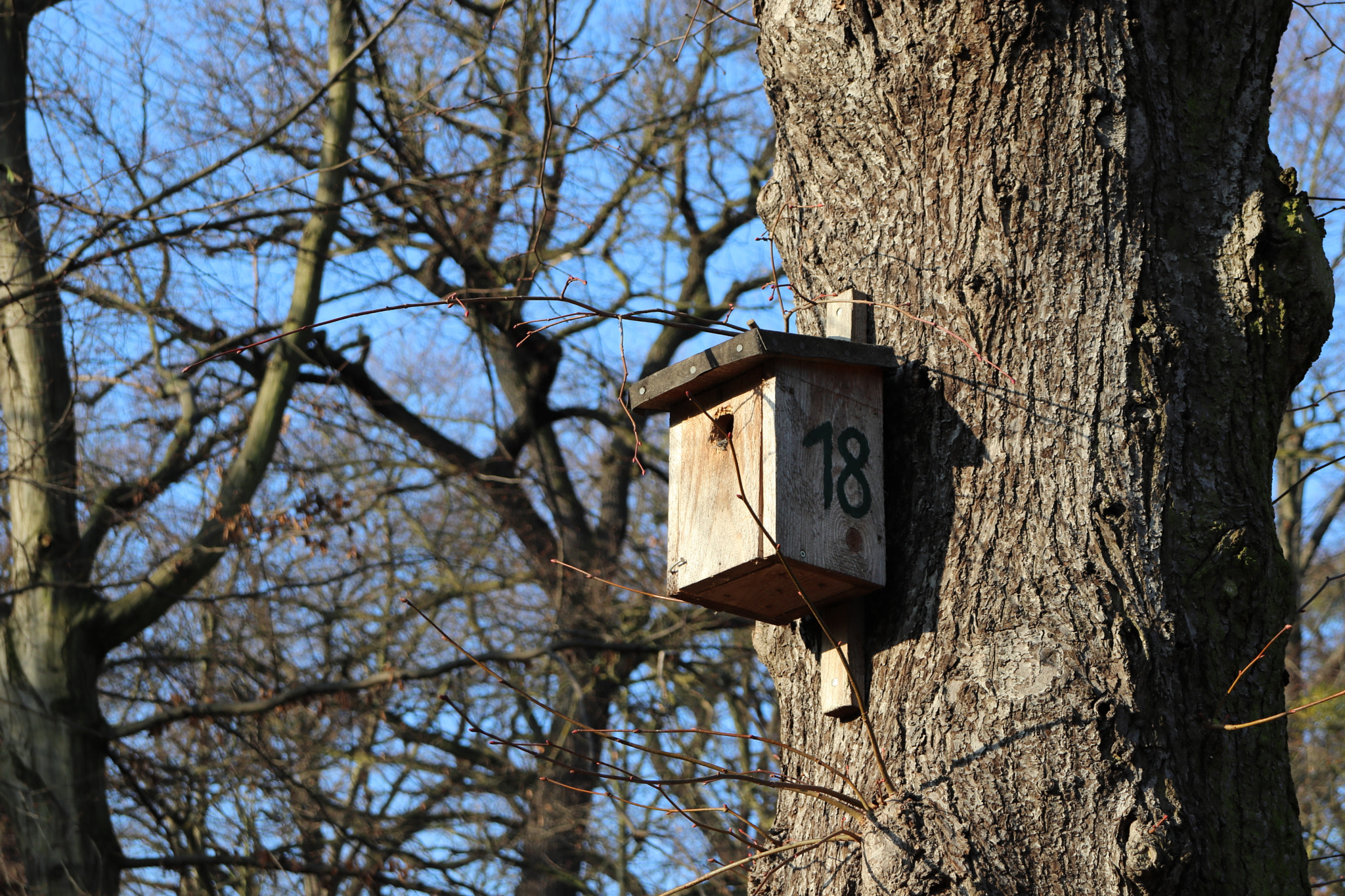 Canon EF-S 18-55mm F4-5.6 IS STM sample photo. Tree house photography