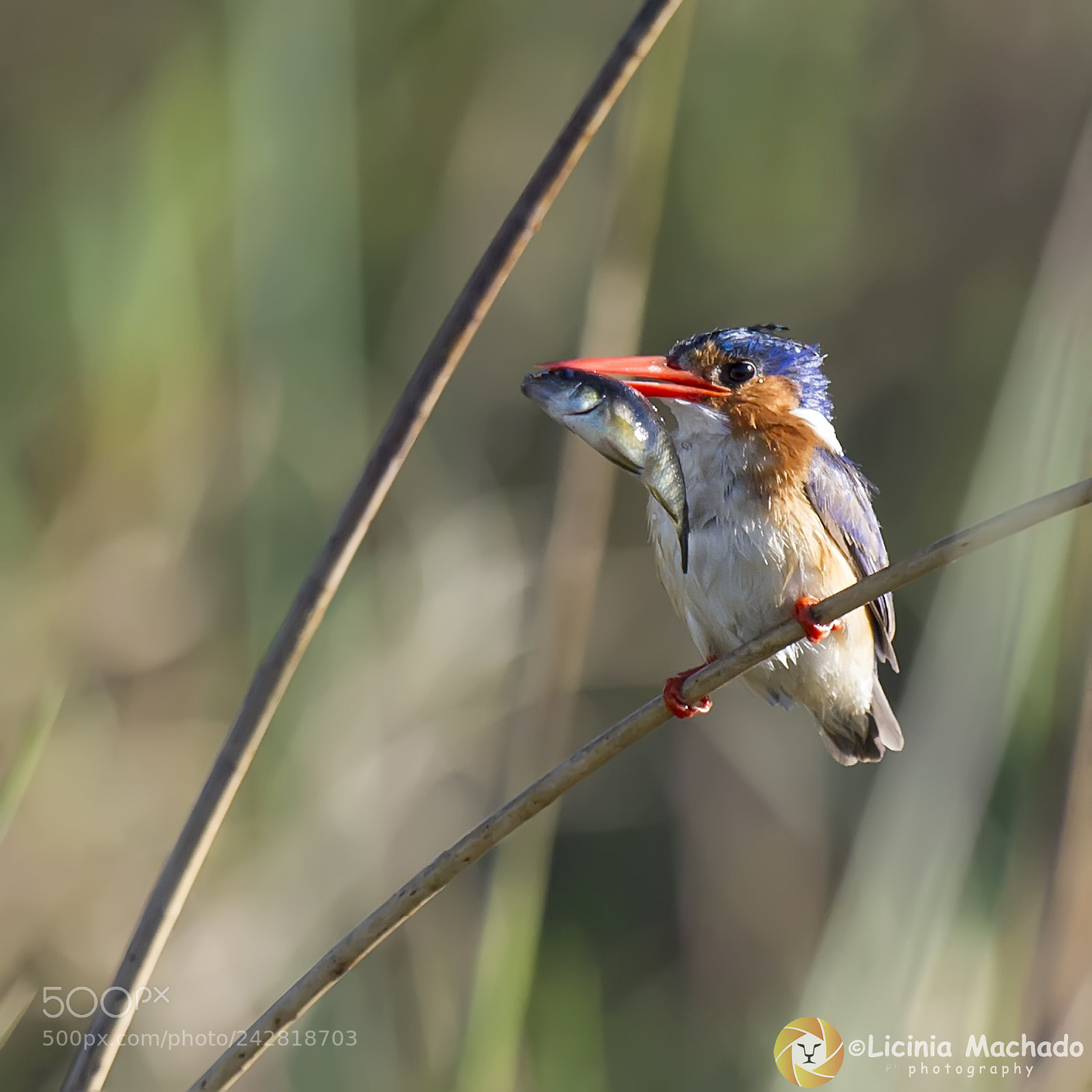 Nikon D3S sample photo. Malachite kingfisher (corythornis cristatus) photography