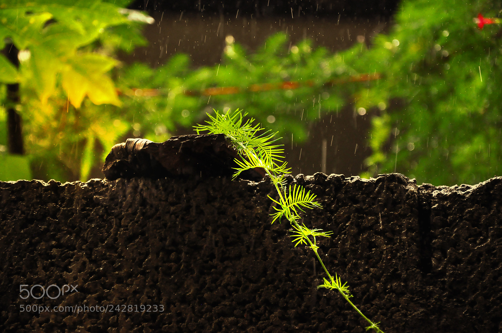 Nikon D90 sample photo. The green twine photography