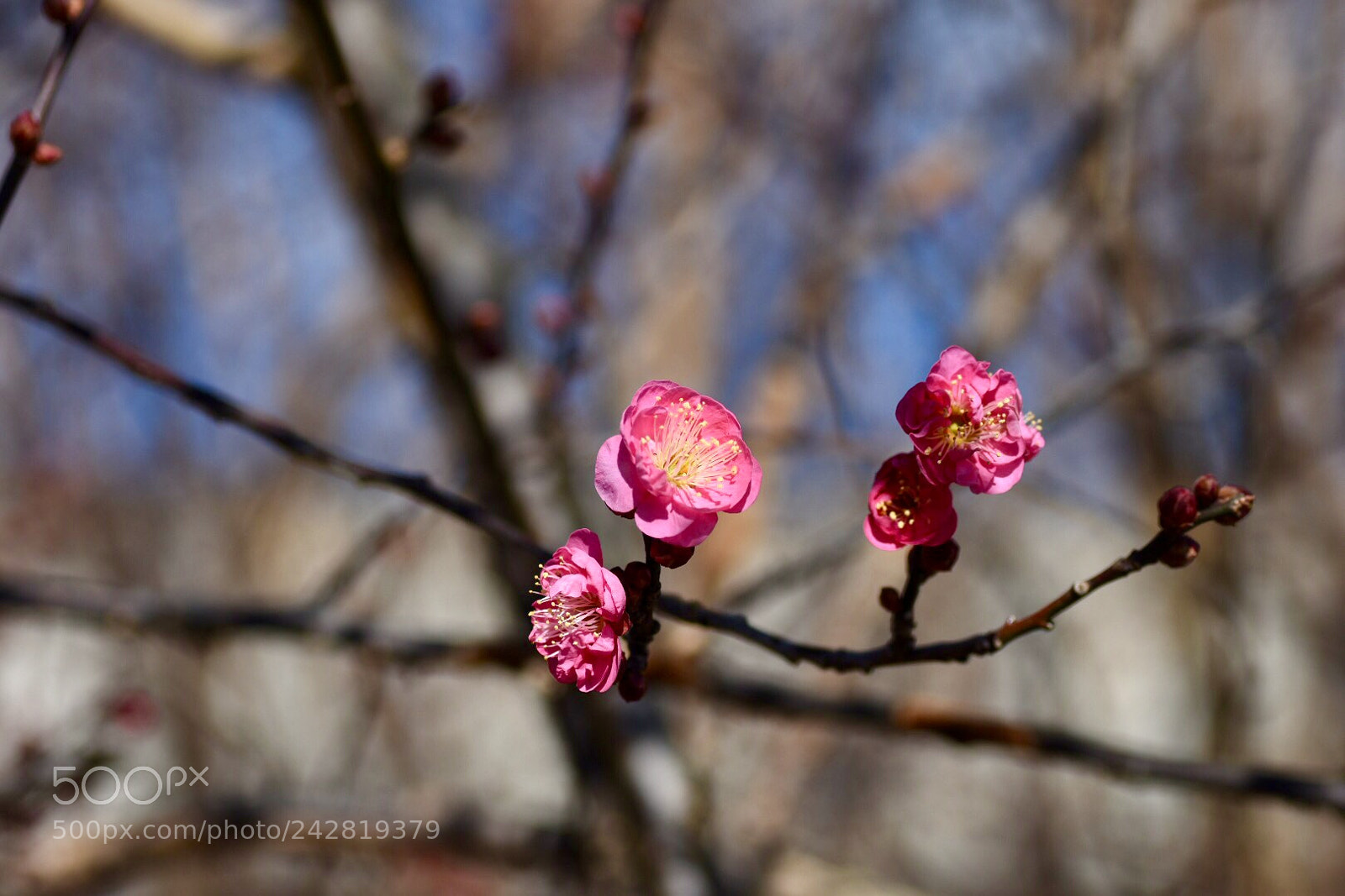 Nikon D7200 sample photo. 可憐に photography