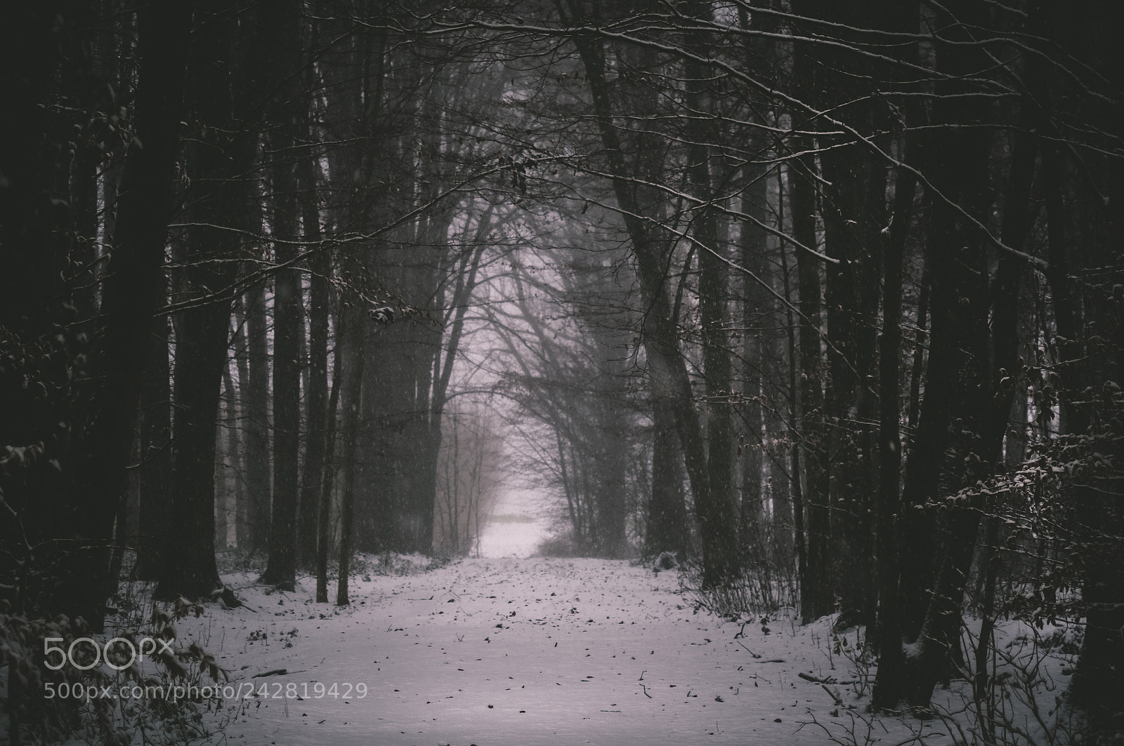 Nikon D5000 sample photo. Waiting for spring photography