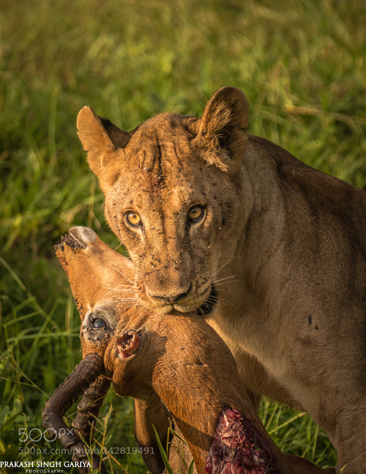 Nikon D800E sample photo. Prey and predator photography
