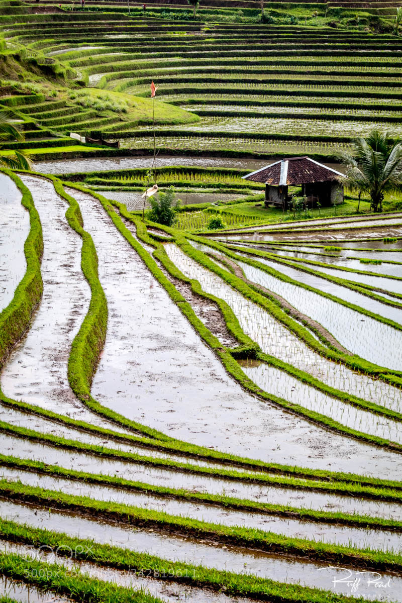 Canon EOS 80D sample photo. Balinese rice terraces photography
