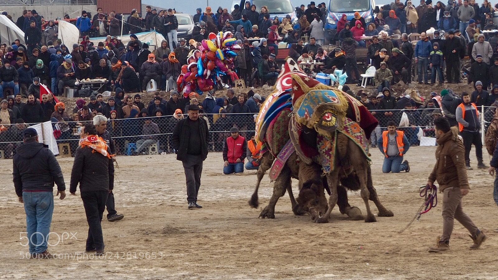Olympus OM-D E-M10 sample photo. Camel wrestling photography