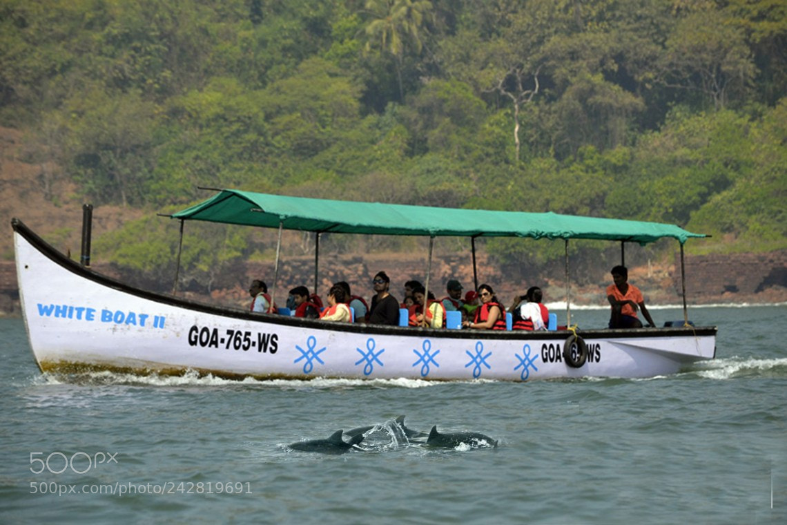 Nikon D3100 sample photo. Dolphin safari trip photography