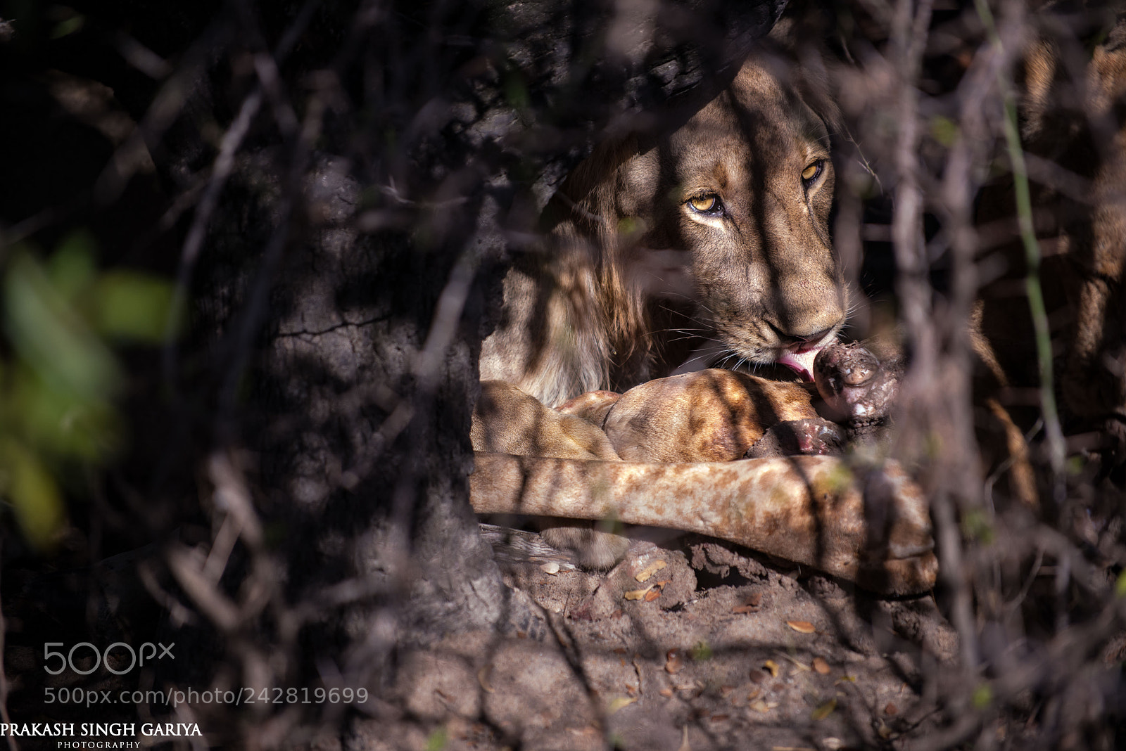 Nikon D800E sample photo. Lion with a  kill photography