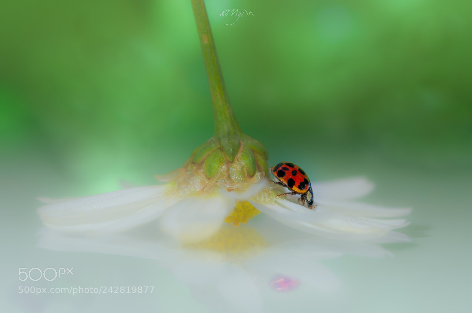 Nikon D300 sample photo. Ladybug photography