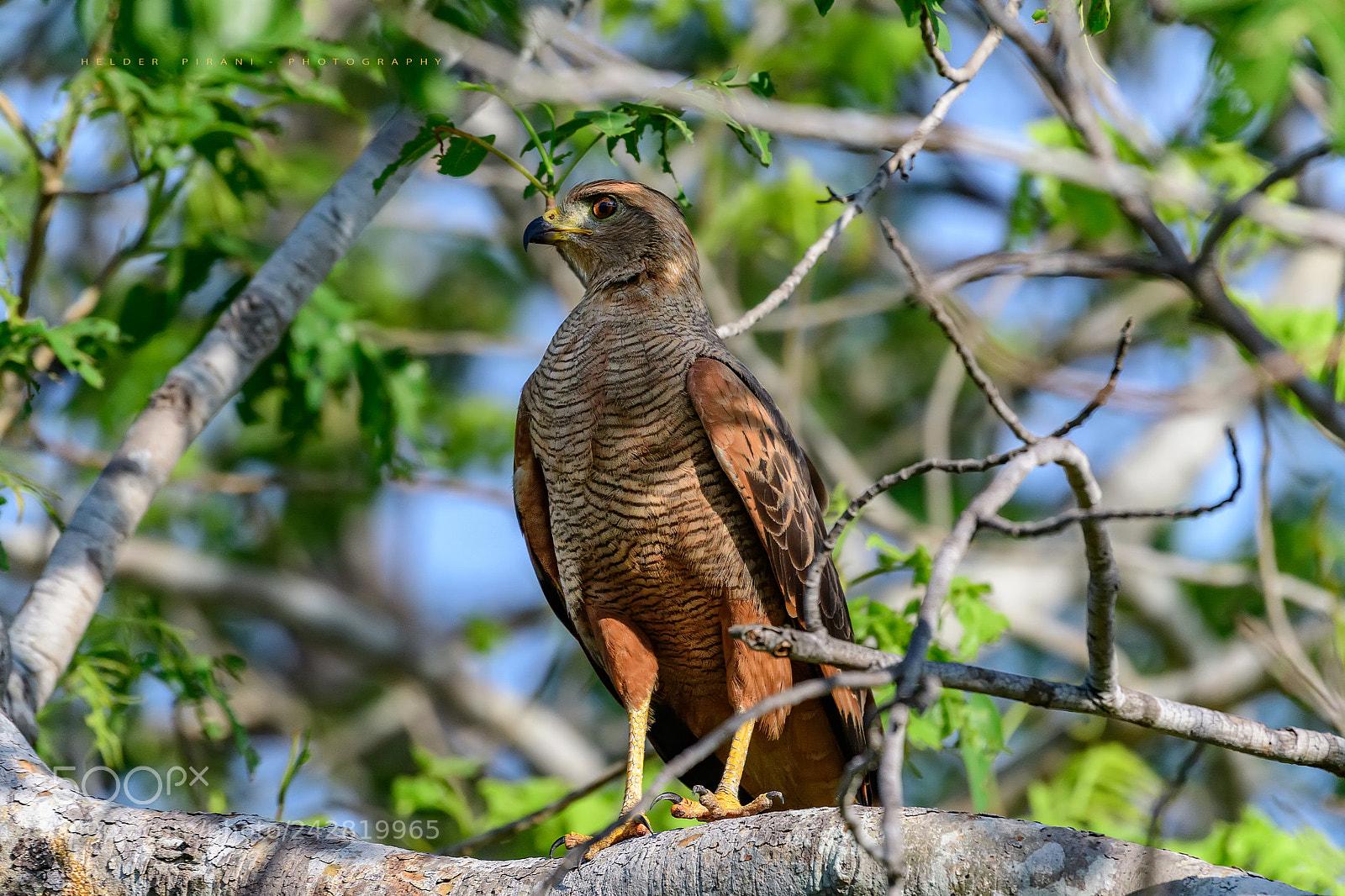 Nikon D500 sample photo. Savanna hawk - heterospizias photography