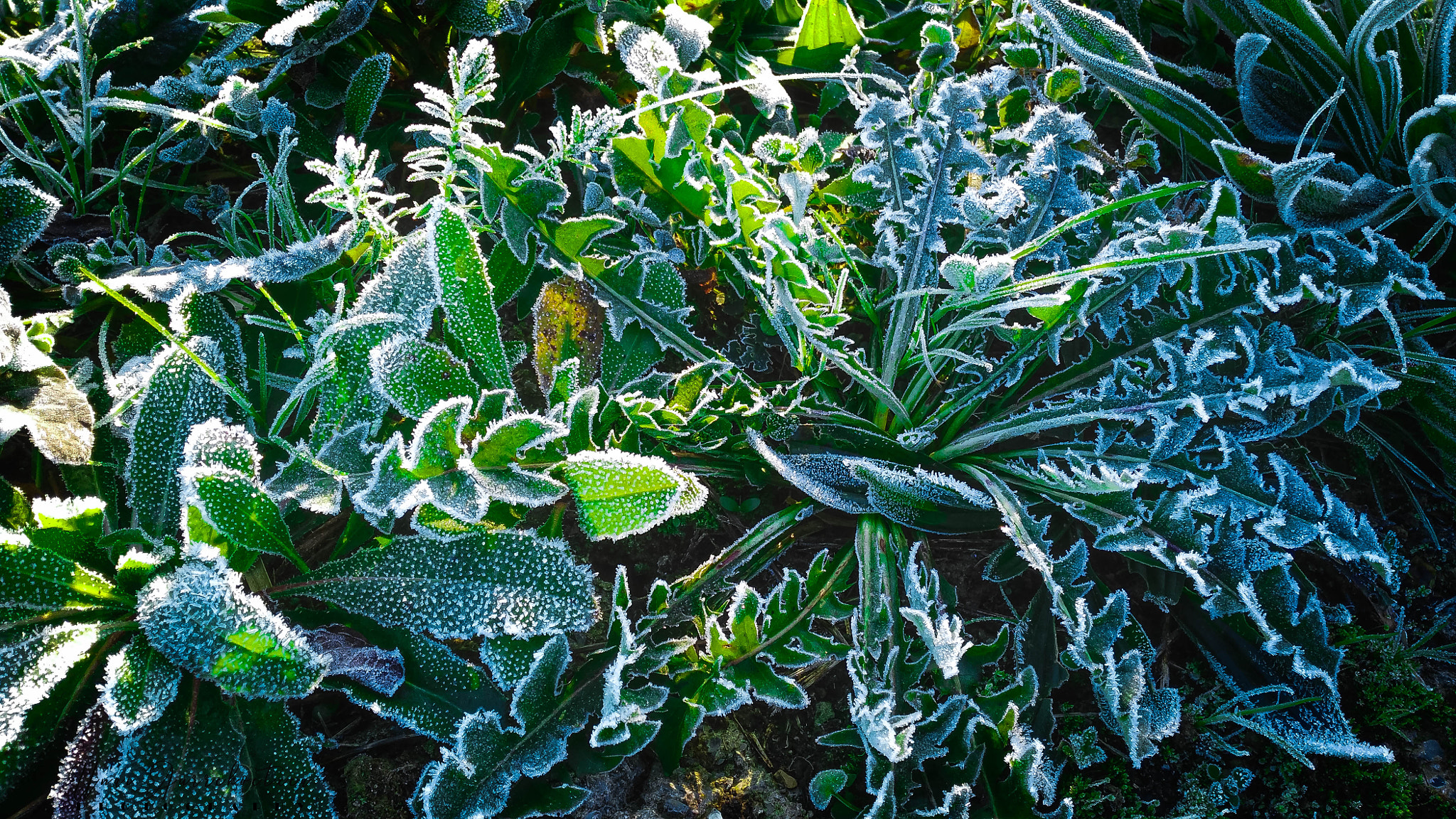 HUAWEI G7-L01 sample photo. Winter frost photography