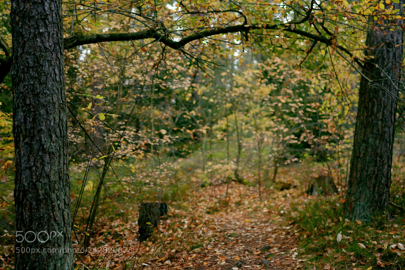 Nikon D3100 sample photo. Autumn gate photography