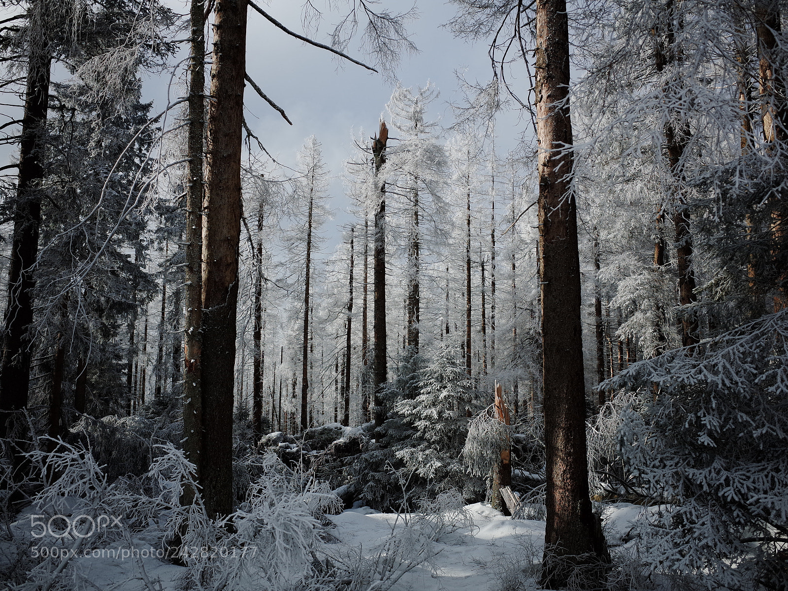 Ricoh GR sample photo. Light through snowy forest photography