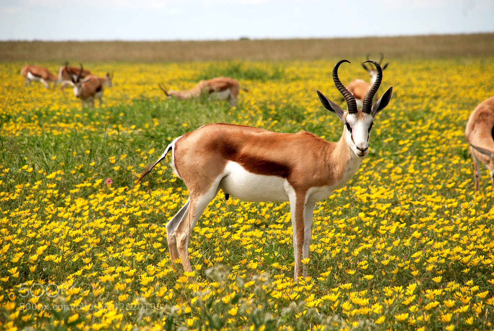 Nikon D80 sample photo. Antelope photography