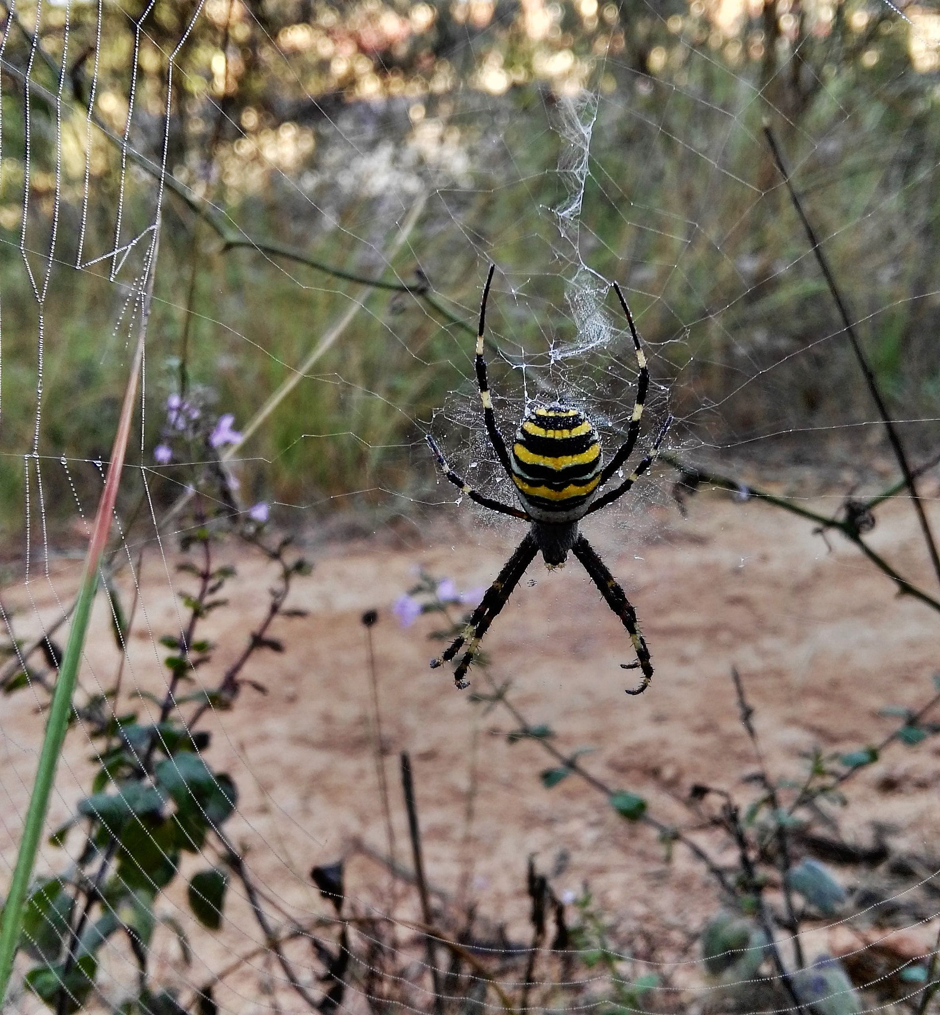 HUAWEI GX8 sample photo. Araña tigre photography