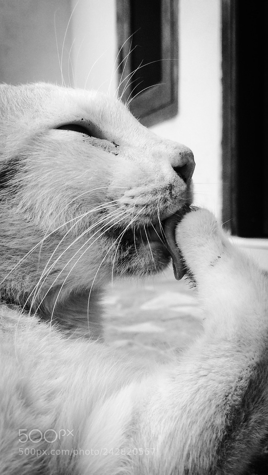 Apple iPhone 5s sample photo. Clean your paws, before photography