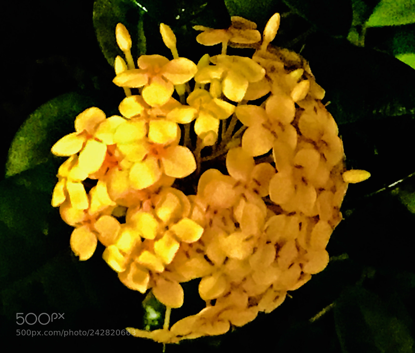 Apple iPhone 7 Plus sample photo. Yellow photography
