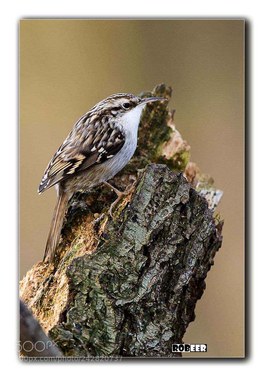 Nikon D7100 sample photo. Treecreeper photography