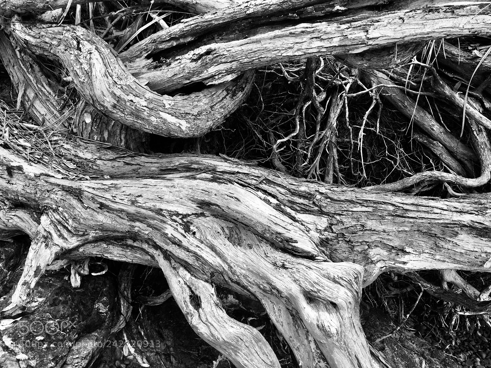 Apple iPhone 6 sample photo. Nature photography