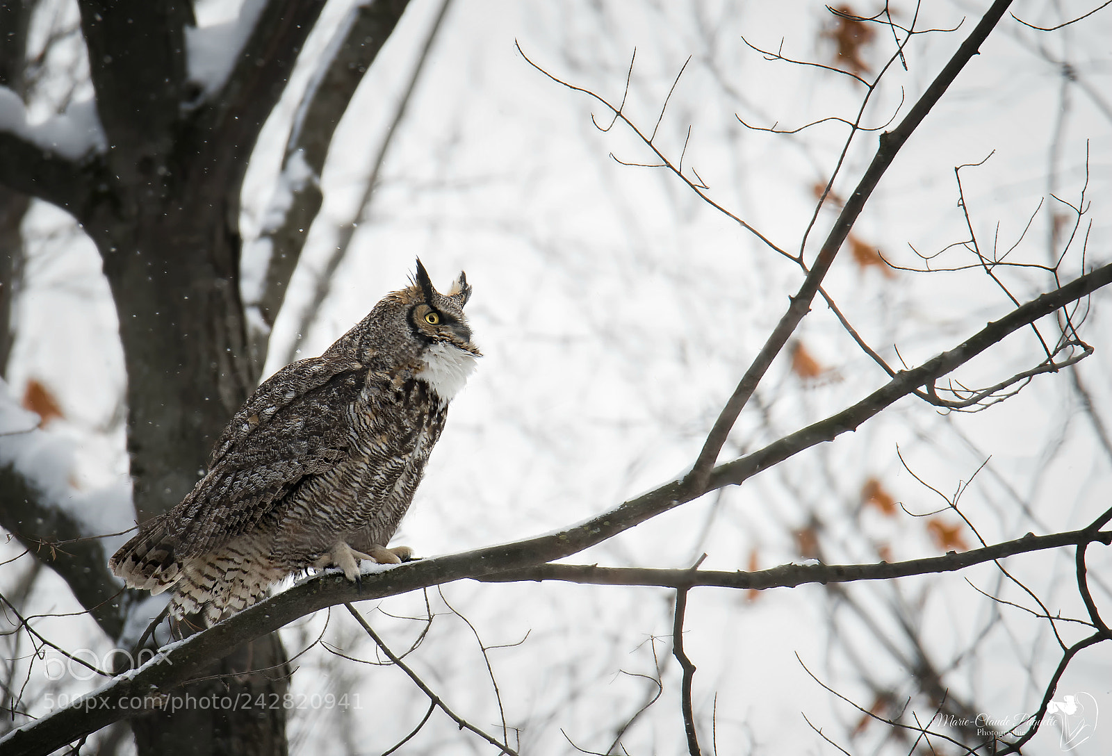 Nikon D500 sample photo. Grand-duc photography