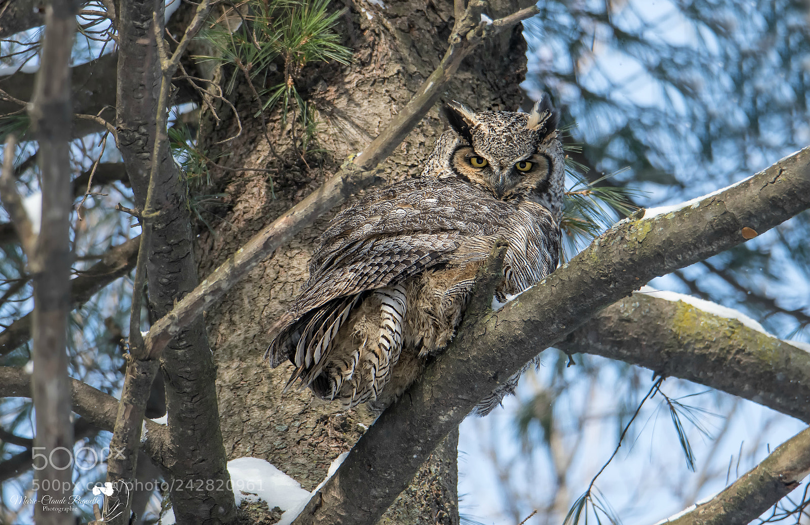 Nikon D500 sample photo. Grand-duc photography