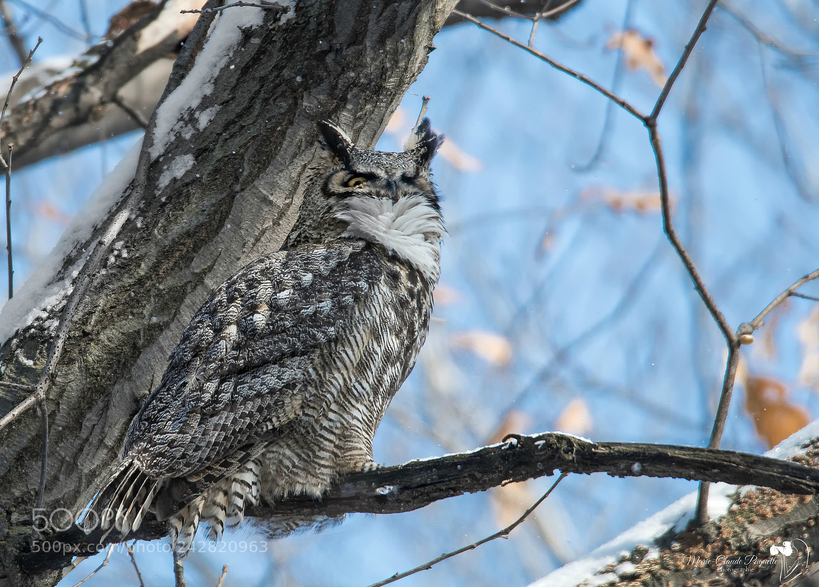 Nikon D500 sample photo. Grand-duc photography