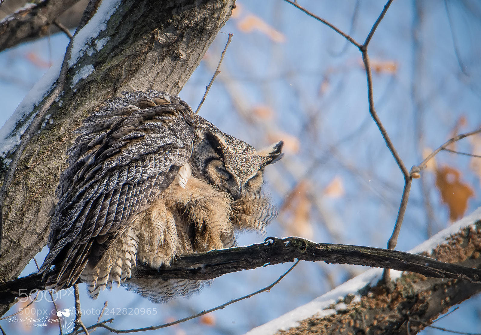 Nikon D500 sample photo. Grand-duc photography