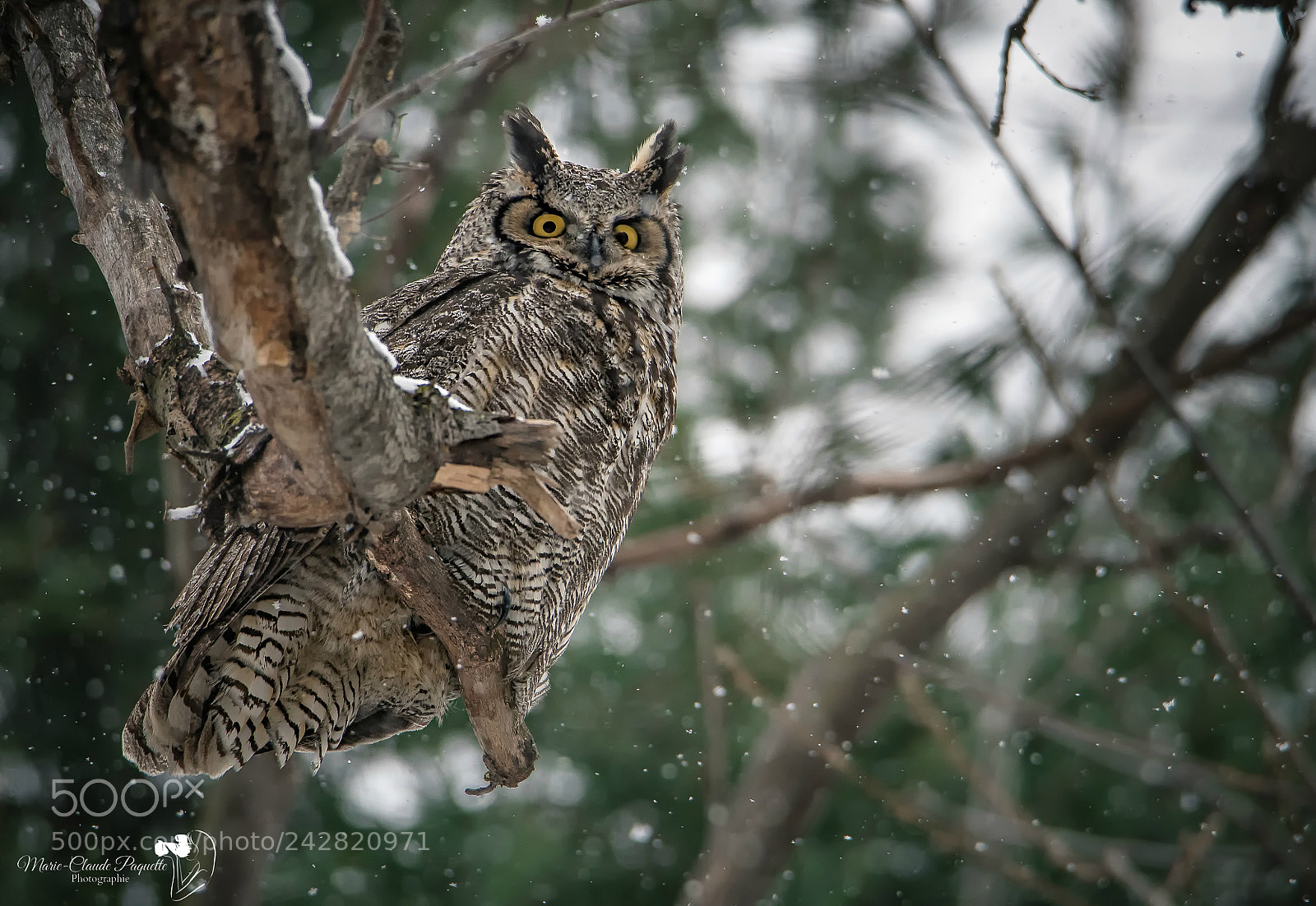 Nikon D500 sample photo. Grand-duc photography