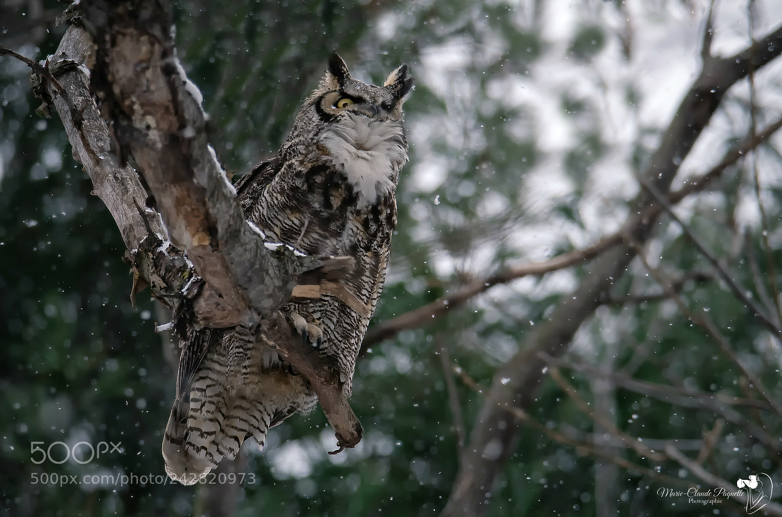 Nikon D500 sample photo. Grand-duc photography