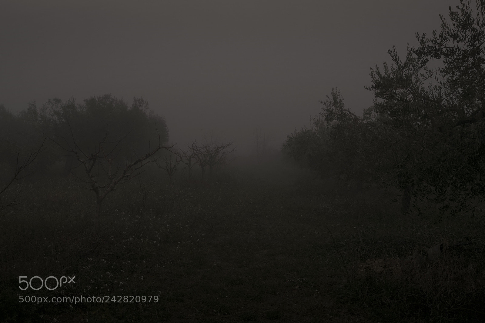 Fujifilm X-E1 sample photo. Nebbia photography