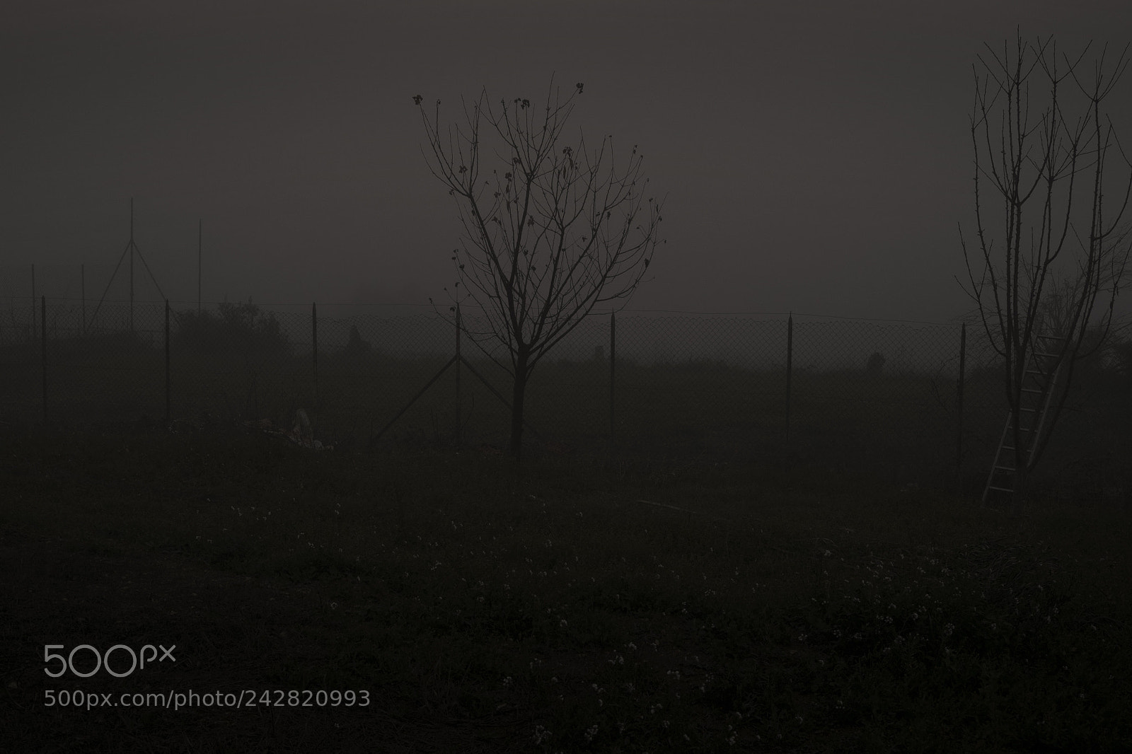 Fujifilm X-E1 sample photo. Nebbia #2 photography