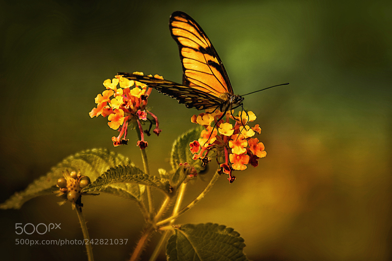 Nikon D7100 sample photo. Butterfly photography