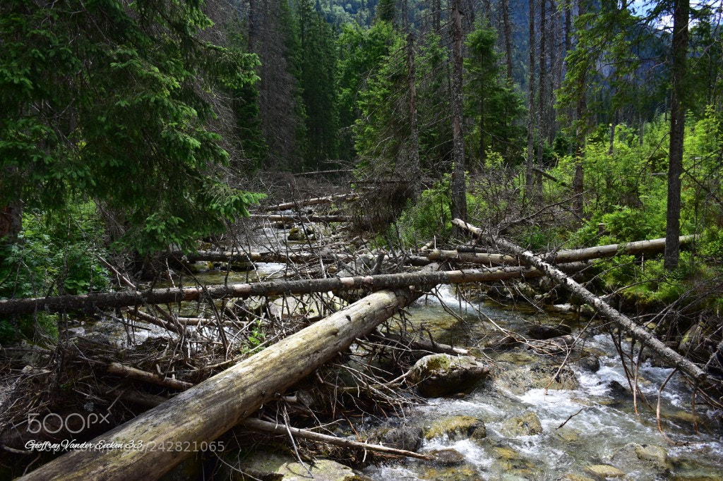 Nikon D7200 sample photo. Nature photography