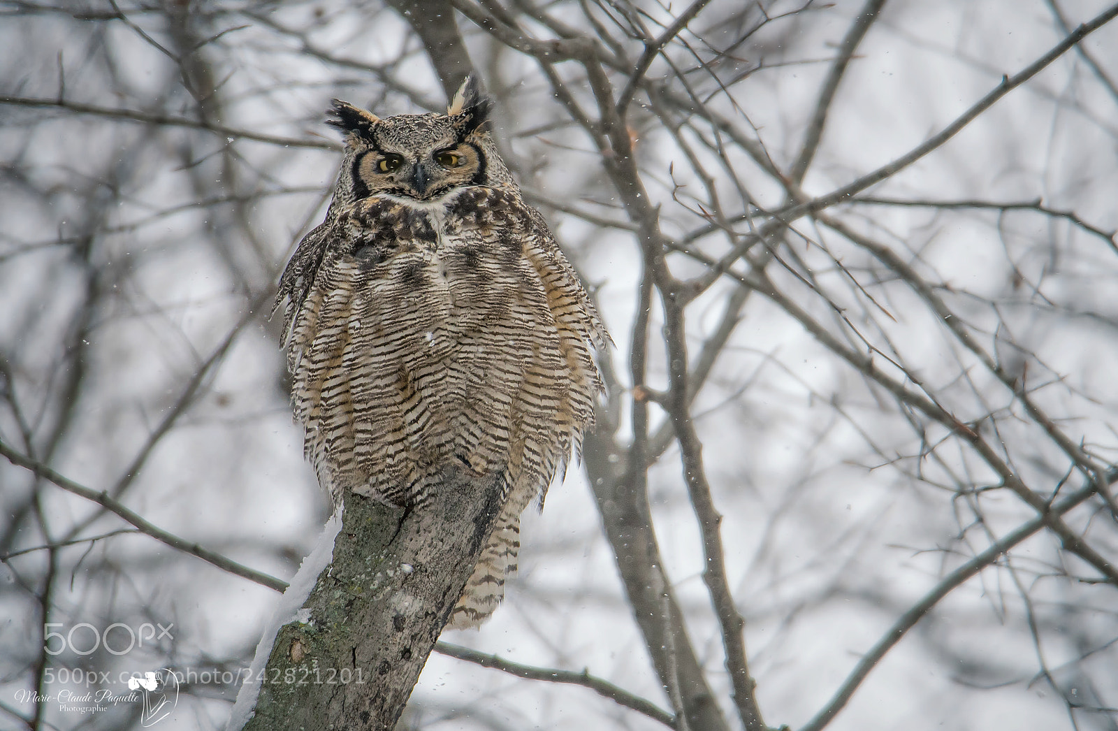 Nikon D500 sample photo. Grand-duc photography