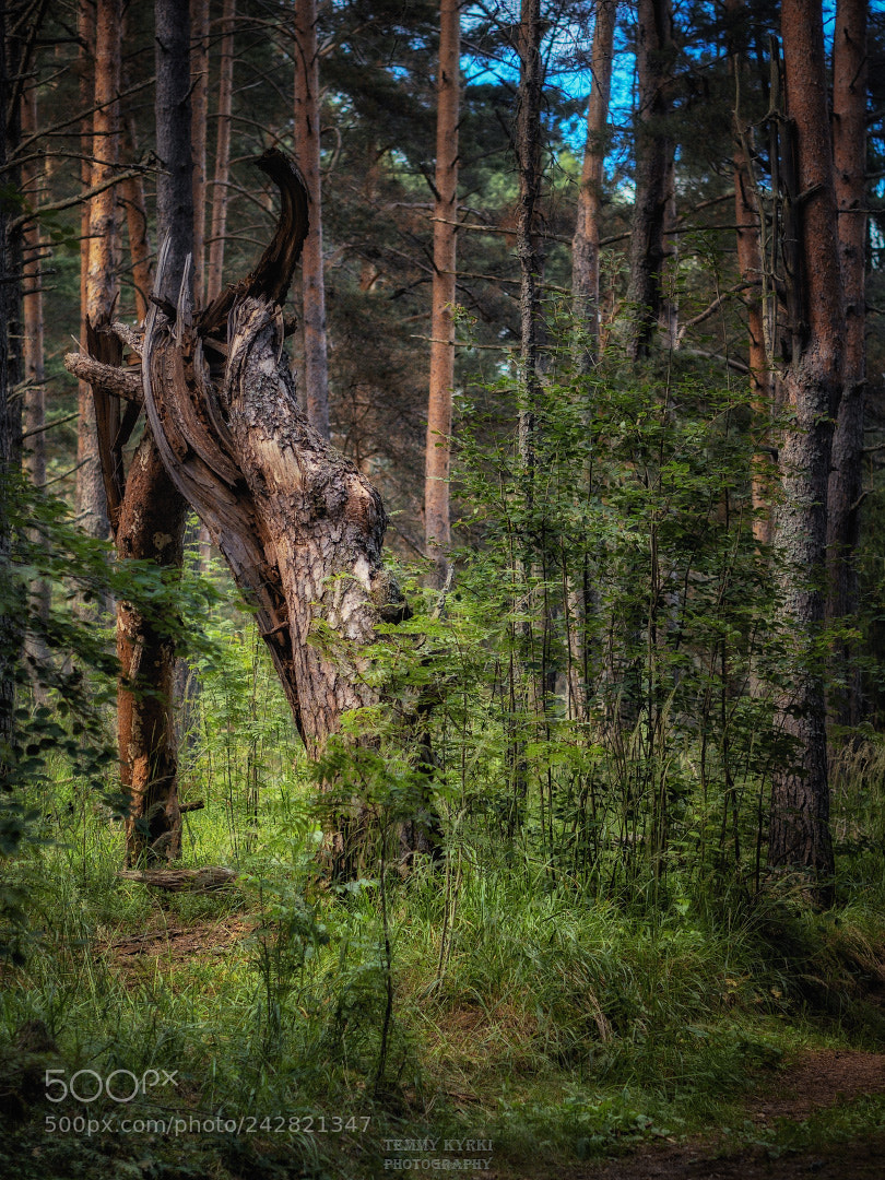 Olympus OM-D E-M1 sample photo. Forest photography