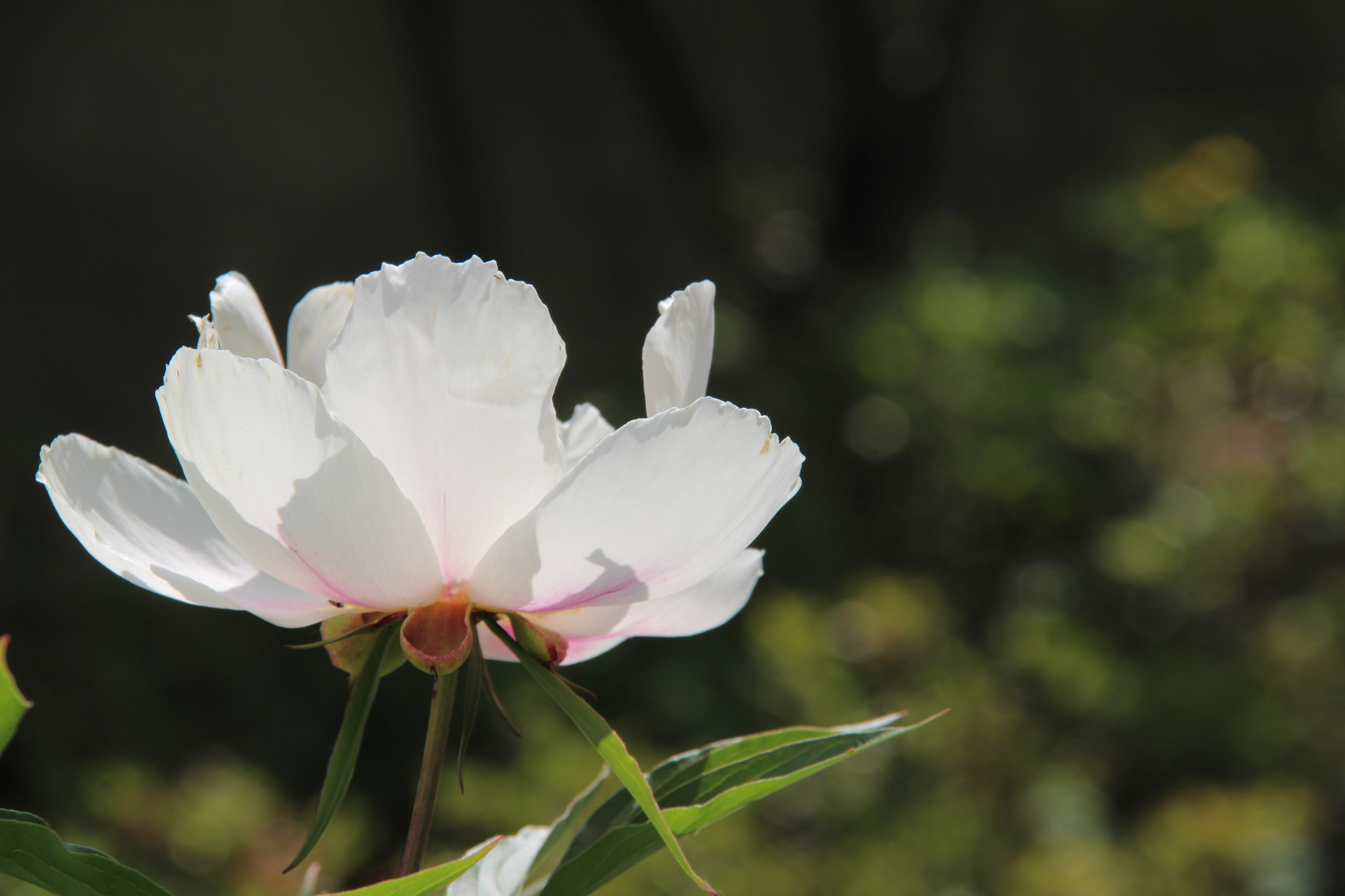 Canon EF-S 18-200mm F3.5-5.6 IS sample photo. Img photography