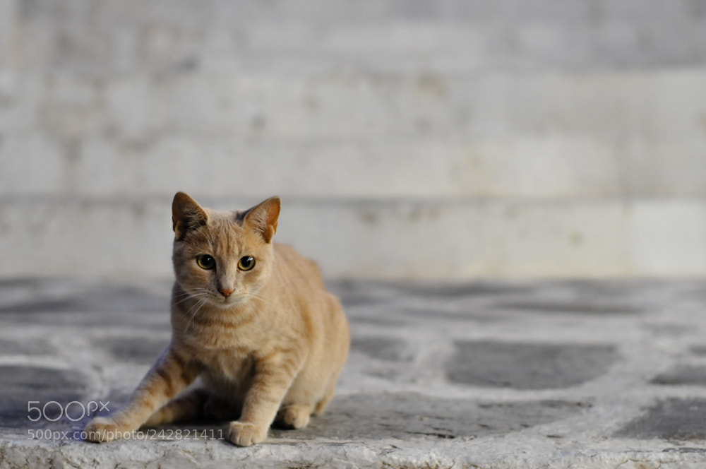 Nikon D300 sample photo. Night cat photography