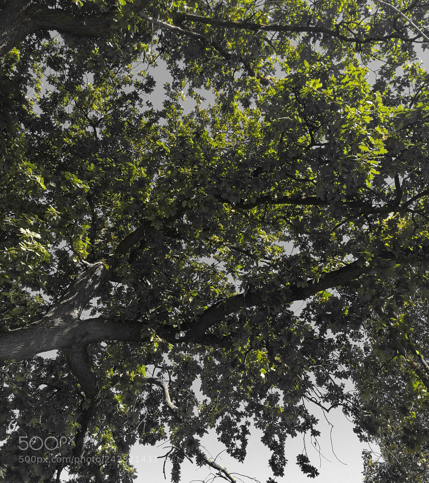 HUAWEI Mate 9 sample photo. Tree photography