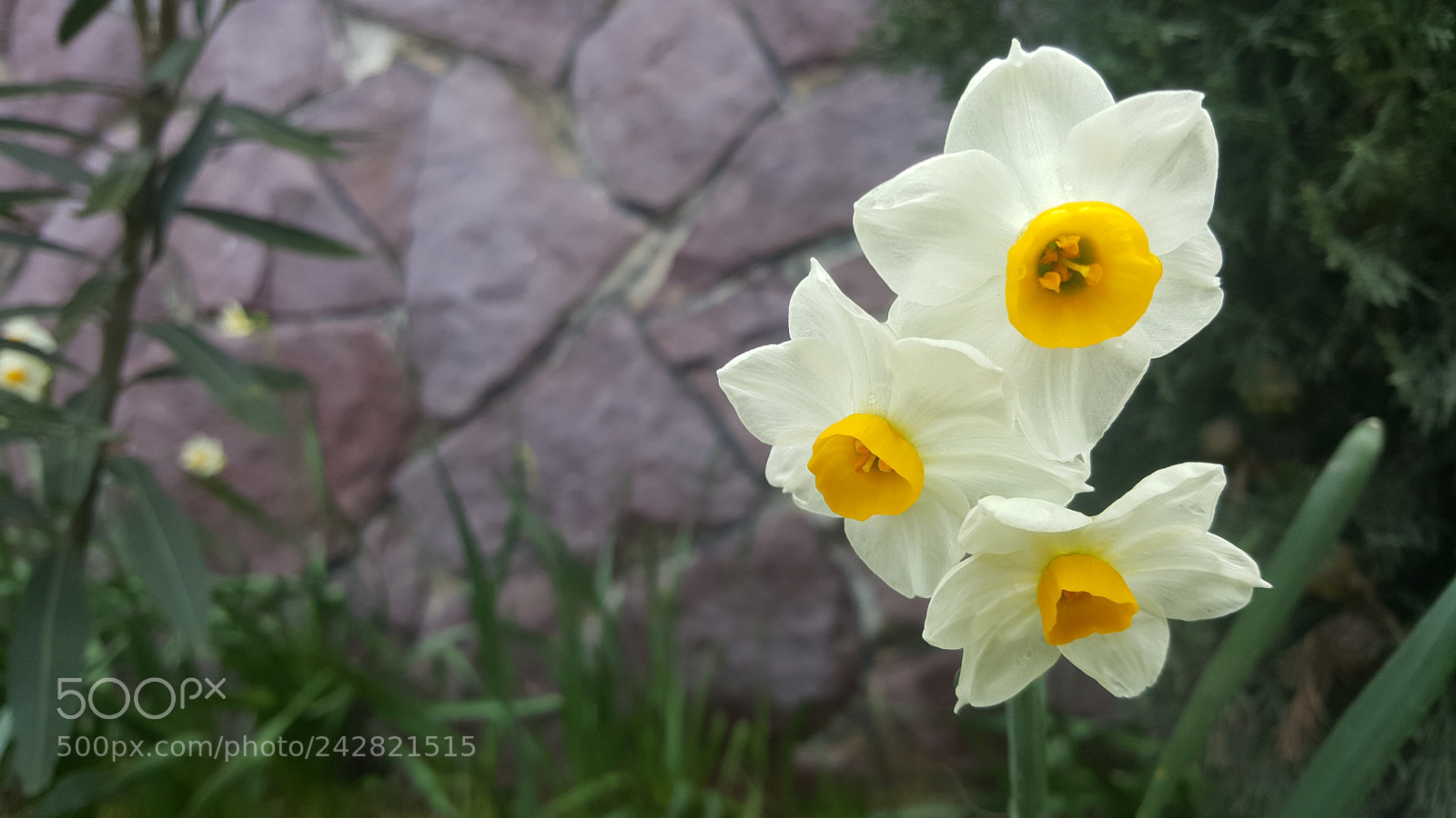 Samsung Galaxy Note5 sample photo. Untitled photography