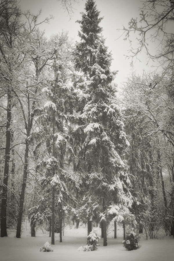 Sigma DP2 sample photo. Winter quiet. photography