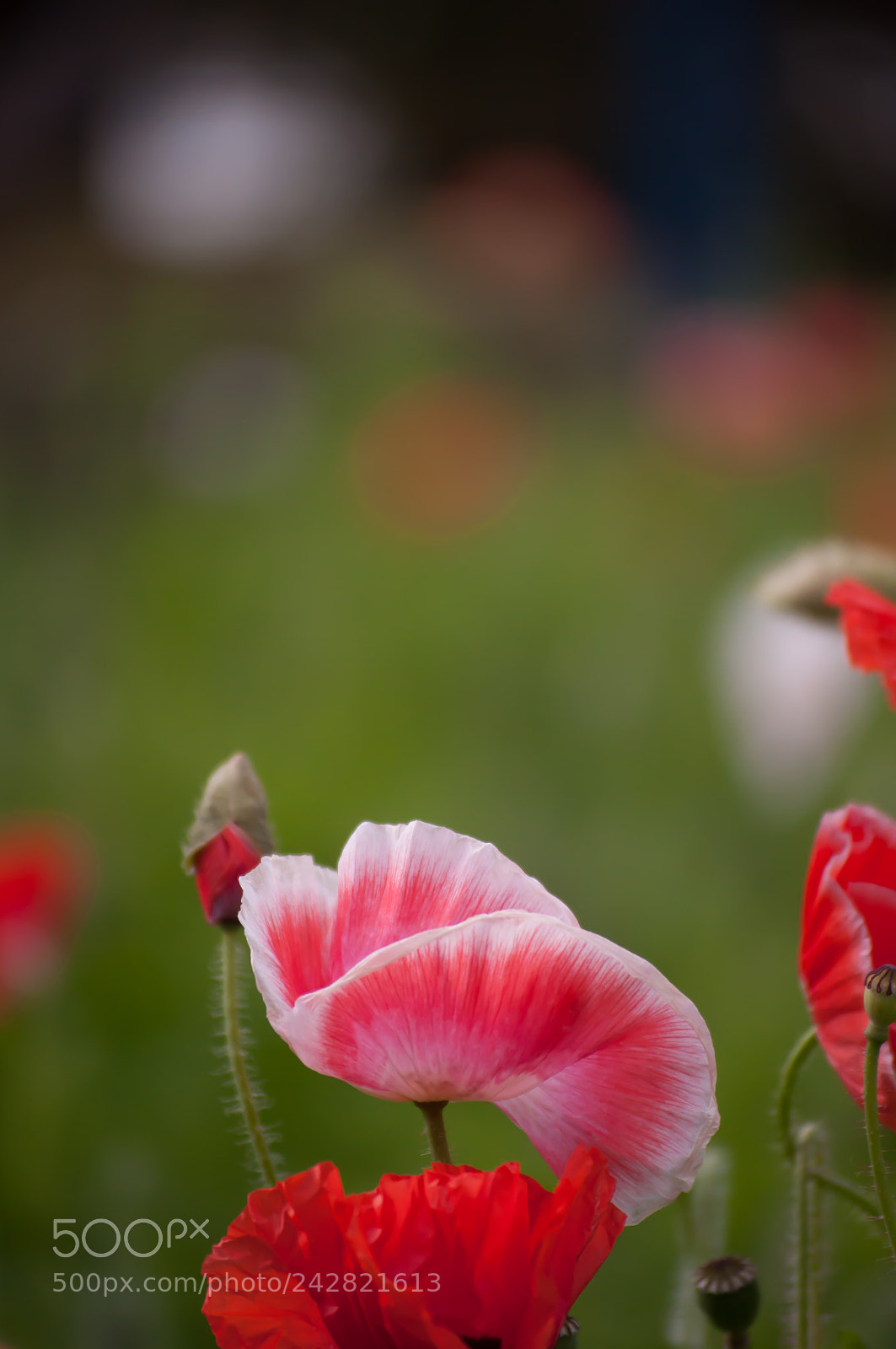 Nikon D90 sample photo. Poppy in wind photography