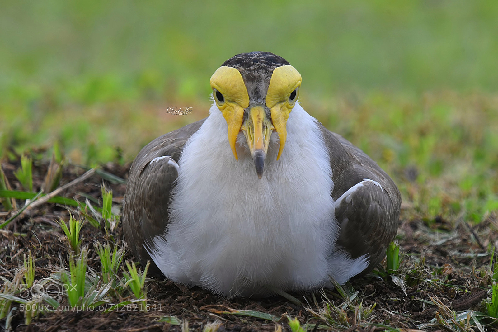 Nikon D500 sample photo. Masked lapwing photography