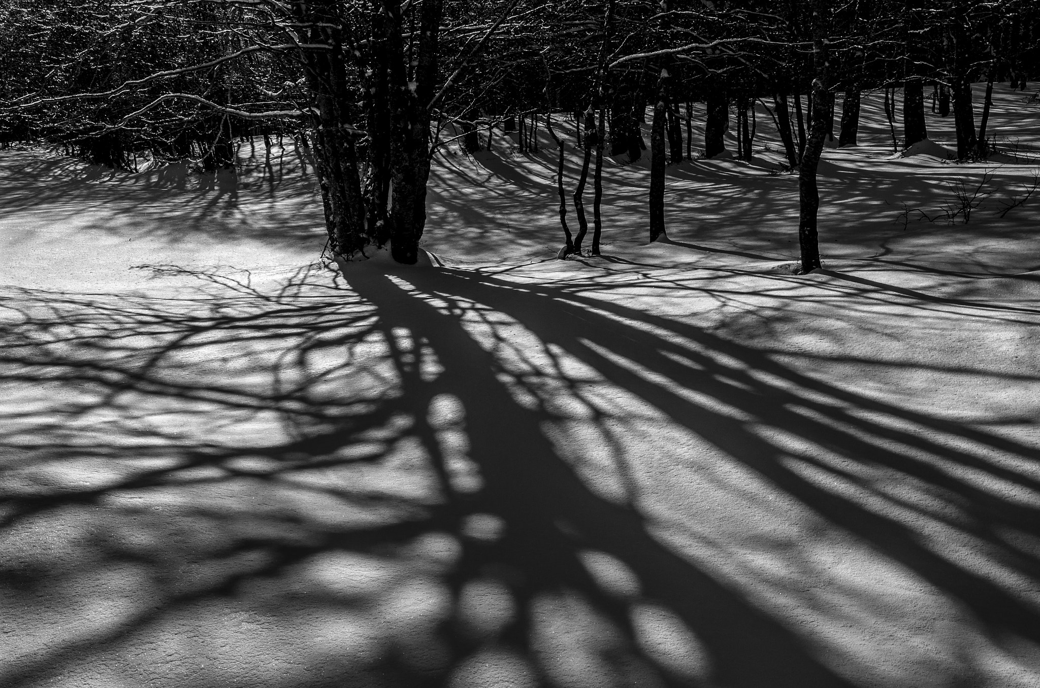 Leica X Vario sample photo. Shadows in the forest photography