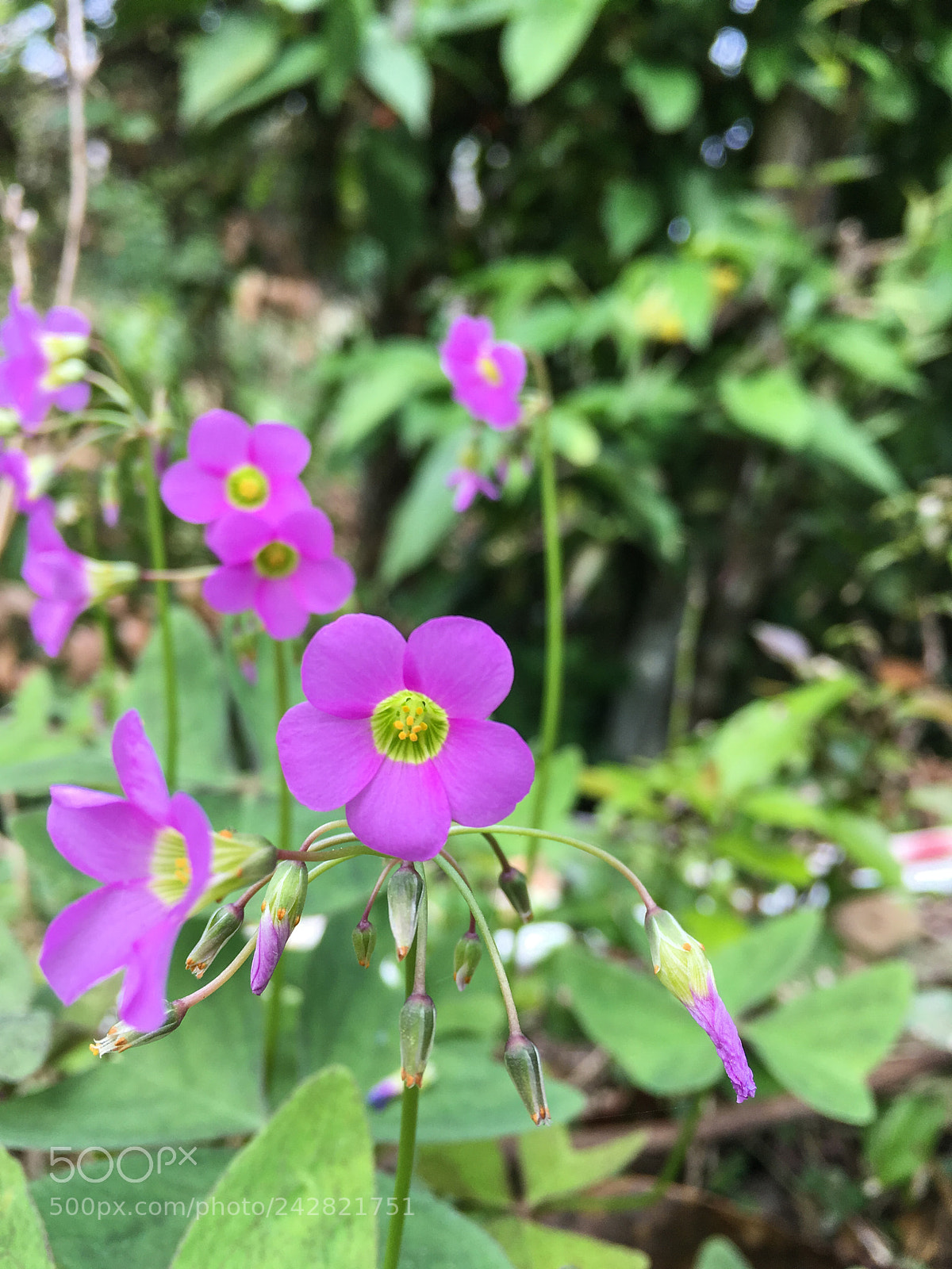 Apple iPhone SE sample photo. Small yet beautiful photography