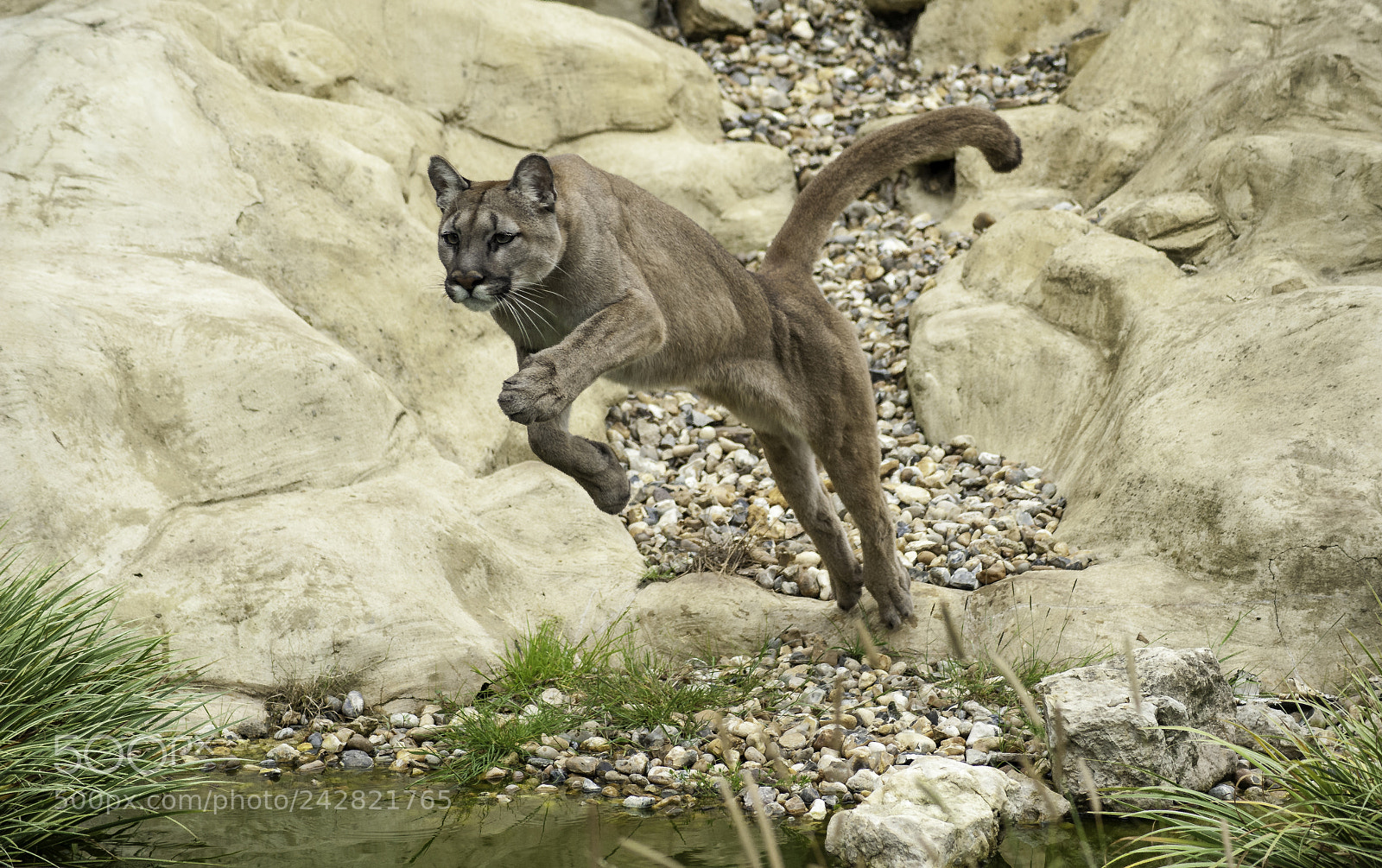 Nikon D700 sample photo. Puma series photography