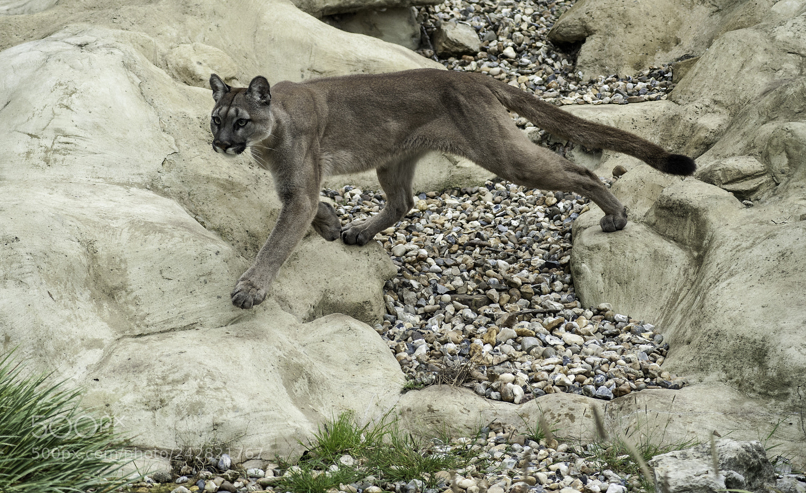 Nikon D700 sample photo. Puma series photography