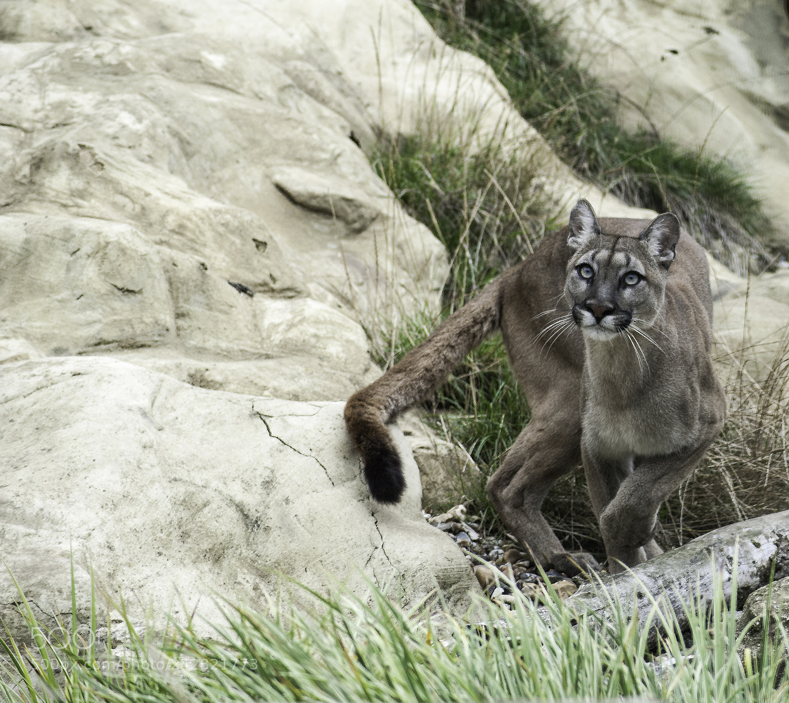 Nikon D700 sample photo. Puma series photography